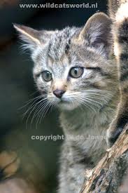 Attēlu rezultāti vaicājumam “Felis silvestris catus juvenile”