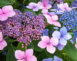 Attēlu rezultāti vaicājumam “Hydrangea”