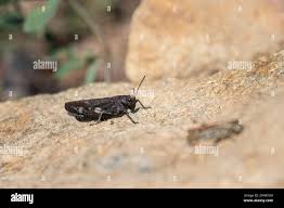 Attēlu rezultāti vaicājumam “Psophus stridulus”