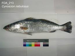 Image result for Cynoscion nebulosus