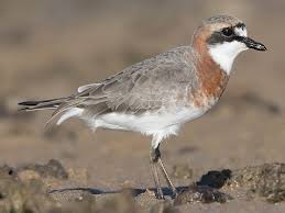 Image result for Charadrius mongolus