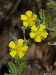 Image result for Potentilla argentea