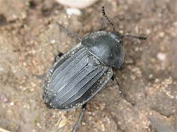 Attēlu rezultāti vaicājumam “Silpha sp.”