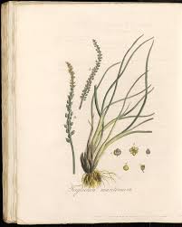 Attēlu rezultāti vaicājumam “Triglochin maritimum”