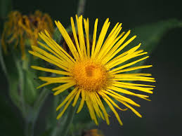 Attēlu rezultāti vaicājumam “Inula helenium flower”