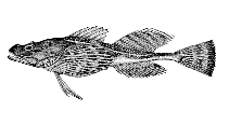 Image result for Myoxocephalus quadricornis