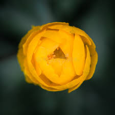 Attēlu rezultāti vaicājumam “Trollius europaeus bud”