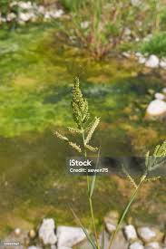 Attēlu rezultāti vaicājumam “Echinochloa crus-galli leaf”
