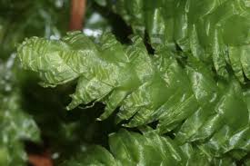 Attēlu rezultāti vaicājumam “Plagiothecium undulatum”