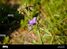 Attēlu rezultāti vaicājumam “Commelina coelestis flower”