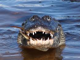 Image result for Alligator mississippiensis