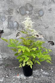 Image result for Aruncus dioicus