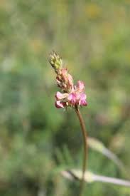 Attēlu rezultāti vaicājumam “Onobrychis arenaria fruit”