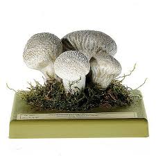 Attēlu rezultāti vaicājumam “Lycoperdon perlatum”