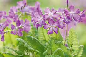 Attēlu rezultāti vaicājumam “Primula”