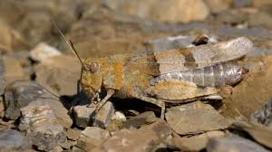 Attēlu rezultāti vaicājumam “Oedipoda caerulescens”