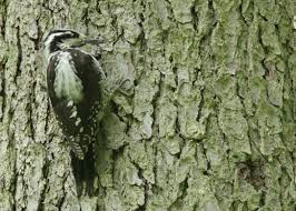 Attēlu rezultāti vaicājumam “Picoides tridactylus adult”