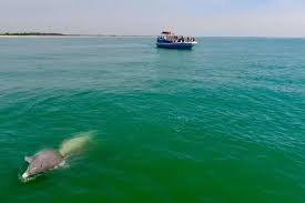 Image result for Adventure Dolphin