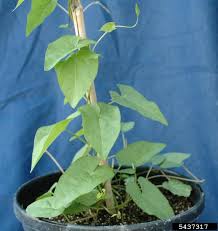 Attēlu rezultāti vaicājumam “Calystegia sepium leaf”