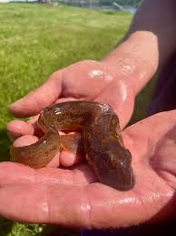 Image result for Zoarces americanus