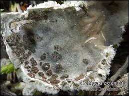 Attēlu rezultāti vaicājumam “Peltigera extenuata”