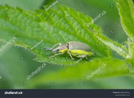 Attēlu rezultāti vaicājumam “Chlorophanus viridis”