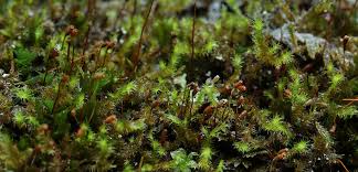 Attēlu rezultāti vaicājumam “Campylium chrysophyllum”