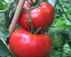 Afbeeldingsresultaat voor millionaire tomato