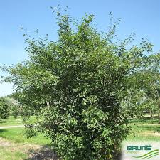 Attēlu rezultāti vaicājumam “Amelanchier spicata”