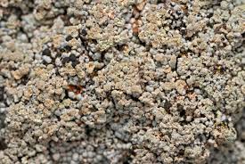 Attēlu rezultāti vaicājumam “Trapeliopsis granulosa”