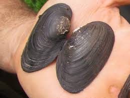 Attēlu rezultāti vaicājumam “Unio crassus”