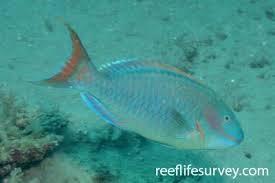 Image result for Sparisoma frondosum