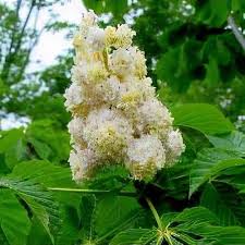 Attēlu rezultāti vaicājumam “Aesculus hippocastanum flower”