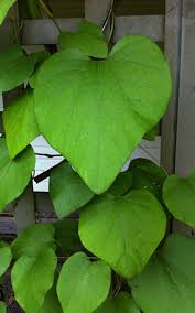 Attēlu rezultāti vaicājumam “Aristolochia durior”