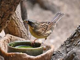 Image result for Emberiza spodocephala