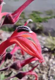Attēlu rezultāti vaicājumam “Lobelia dortmanna bud”