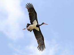 Attēlu rezultāti vaicājumam “Ciconiiformes”