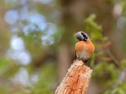 Attēlu rezultāti vaicājumam “Phoenicurus phoenicurus male”