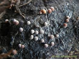 Attēlu rezultāti vaicājumam “Perichaena corticalis macro”