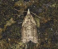 Attēlu rezultāti vaicājumam “Capua vulgana”