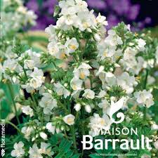 Image result for Polemonium coeruleum album