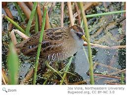 Image result for Porzana carolina