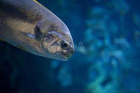 Image result for Trachinotus falcatus