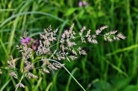 Attēlu rezultāti vaicājumam “Calamagrostis arundinacea leaf”