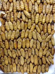 Attēlu rezultāti vaicājumam “Cordyceps farinosa”