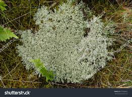 Attēlu rezultāti vaicājumam “Cetraria islandica”