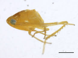 Attēlu rezultāti vaicājumam “Empoasca sp.”