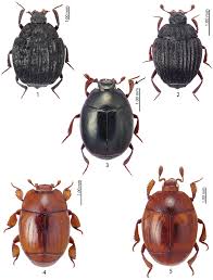 Attēlu rezultāti vaicājumam “Histeridae”