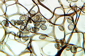 Attēlu rezultāti vaicājumam “Stemonitis axifera stalked”