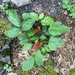Attēlu rezultāti vaicājumam “Rubus saxatilis leaf”